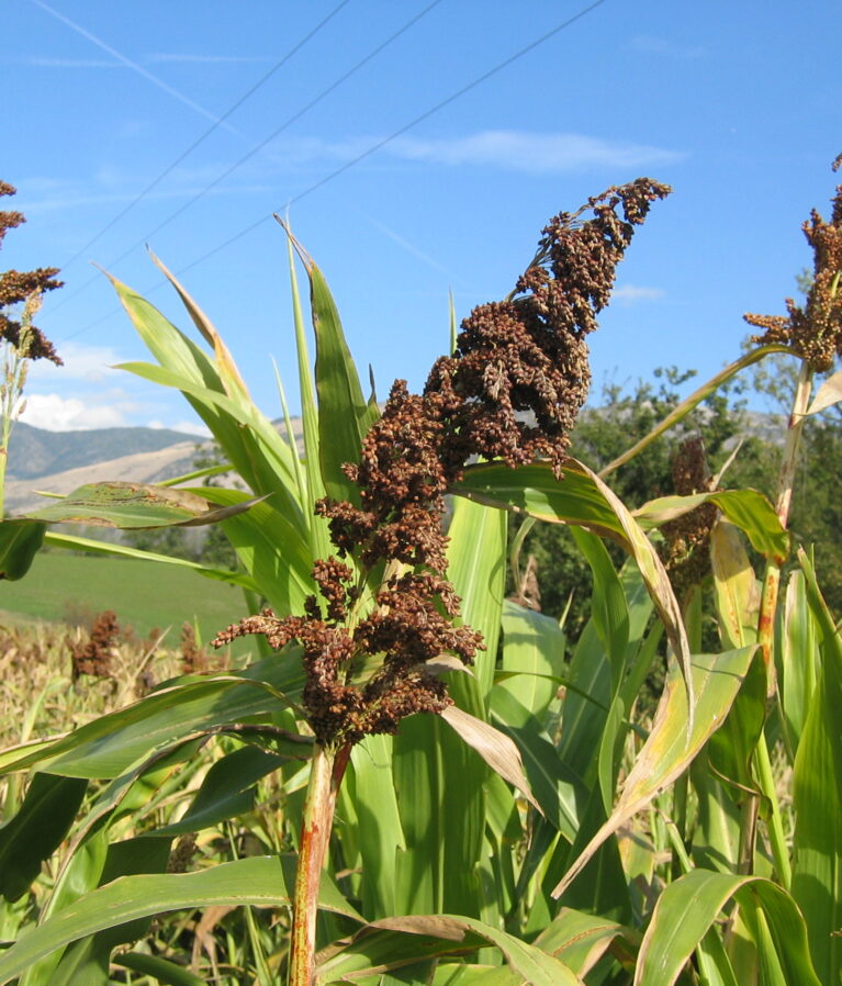 We grow fresh, organic produce using clean methods that protect nature, healthy food.