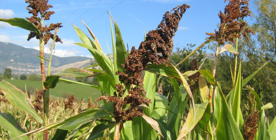 We grow fresh, organic produce using clean methods that protect nature, healthy food.